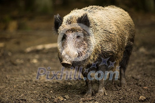 Wild boar (Sus scrofa) Wild boar (Sus scrofa)