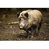 Wild boar (Sus scrofa)