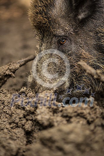 Wild boar (Sus scrofa) Wild boar (Sus scrofa)