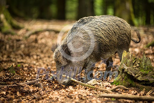 Wild boar (Sus scrofa) Wild boar (Sus scrofa)