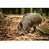 Wild boar (Sus scrofa)