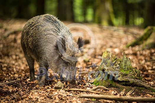 Wild boar (Sus scrofa) Wild boar (Sus scrofa)