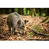 Wild boar (Sus scrofa)