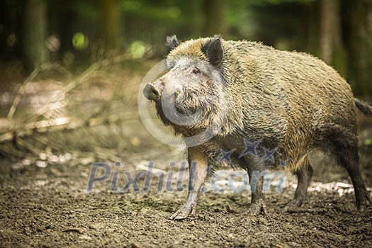 Wild boar (Sus scrofa) Wild boar (Sus scrofa)