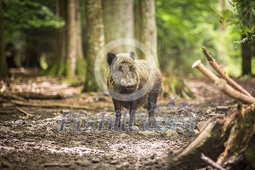 Wild boar (Sus scrofa) Wild boar (Sus scrofa)