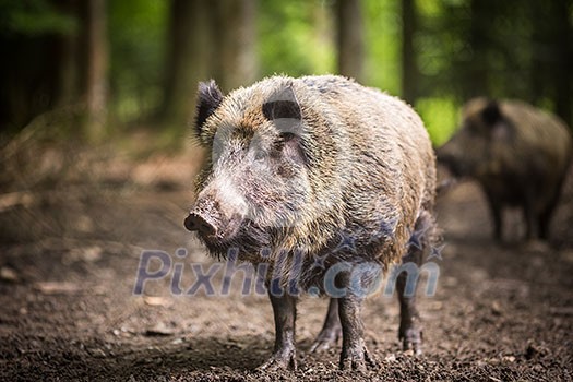 Wild boar (Sus scrofa) Wild boar (Sus scrofa)