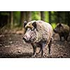 Wild boar (Sus scrofa)