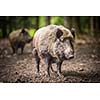 Wild boar (Sus scrofa)