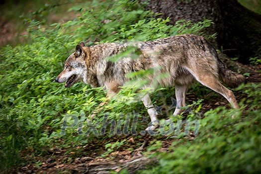 Gray/Eurasian wolf (Canis lupus) Gray/Eurasian wolf (Canis lupus)