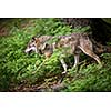 Gray/Eurasian wolf (Canis lupus)