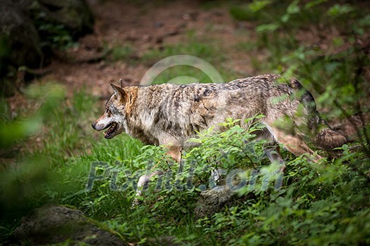 Gray/Eurasian wolf (Canis lupus) Gray/Eurasian wolf (Canis lupus)