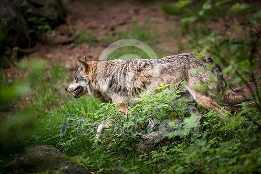 Gray/Eurasian wolf (Canis lupus)