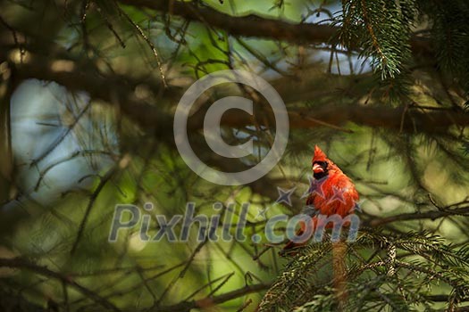 Northern cardinal (Cardinalis cardinals) Northern cardinal (Cardinalis cardinals)