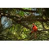 Northern cardinal (Cardinalis cardinals)