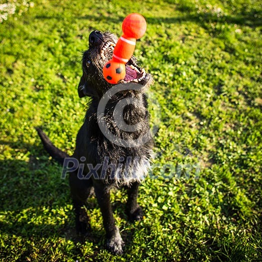 Cute dog playing, catching a toy