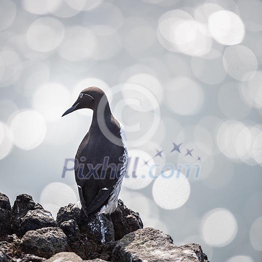 Spectacled Guillemot (Cepphus carbo) Spectacled Guillemot (Cepphus carbo)