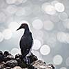 Spectacled Guillemot (Cepphus carbo)