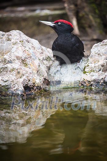 Black Woodpecker (Dryocopus martius) Black Woodpecker (Dryocopus martius)