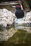 Black Woodpecker (Dryocopus martius)