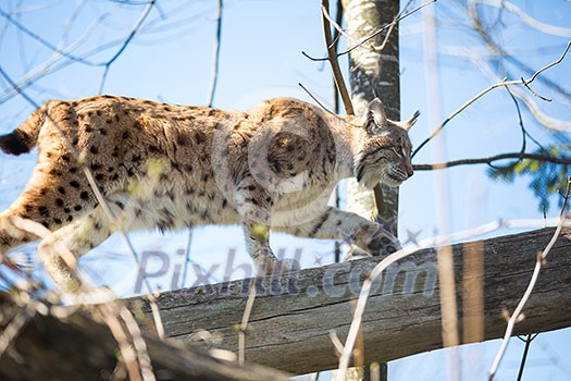 Eurasian Lynx (Lynx lynx) Eurasian Lynx (Lynx lynx)