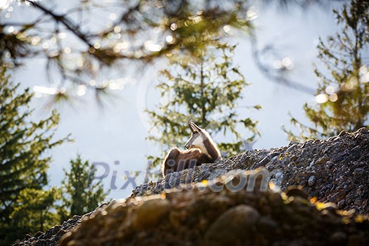 Chamois (Rupicapra rupicapra) Chamois (Rupicapra rupicapra)