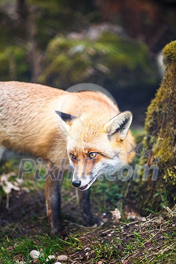 Red Fox (Vulpes vulpes) Red Fox (Vulpes vulpes)