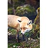 Red Fox (Vulpes vulpes)