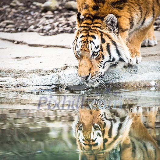 Indian Tiger Drinking Water