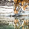 Indian Tiger Drinking Water