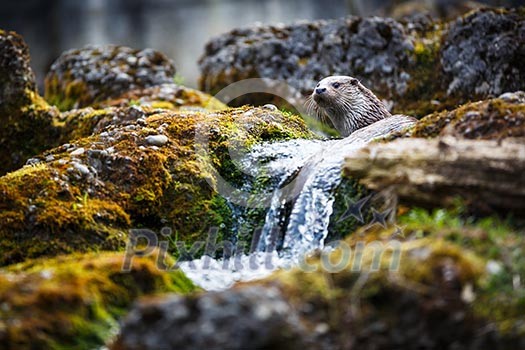 Eurasian otter (Lutra lutra) Eurasian otter (Lutra lutra)