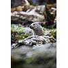 Eurasian otter (Lutra lutra)