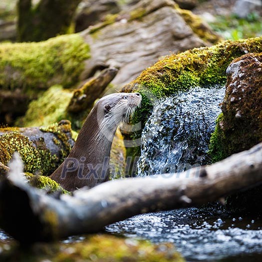 Eurasian otter (Lutra lutra) Eurasian otter (Lutra lutra)