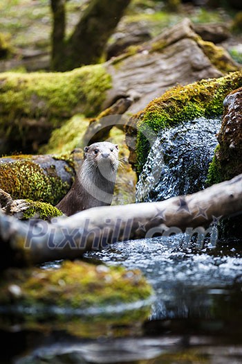 Eurasian otter (Lutra lutra) Eurasian otter (Lutra lutra)
