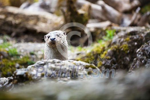 Eurasian otter (Lutra lutra) Eurasian otter (Lutra lutra)