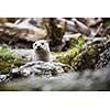 Eurasian otter (Lutra lutra)