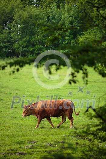 Cows grazing on a lovely green pasture Cows grazing on a lovely green pasture