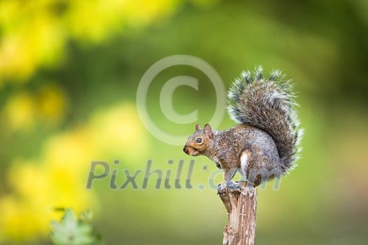 Eastern Grey Squirrel (Sciurus carolinensis) Eastern Grey Squirrel (Sciurus carolinensis)