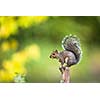 Eastern Grey Squirrel (Sciurus carolinensis)