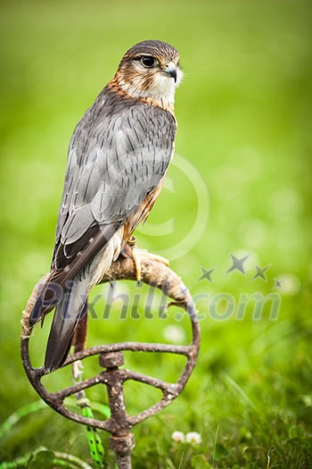 Common Kestrel - Falco tinnunculus - close-up view of this beautiful bird