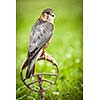 Common Kestrel - Falco tinnunculus - close-up view of this beautiful bird