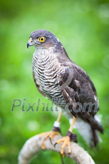 Eurasian sparrowhawk Eurasian sparrowhawk