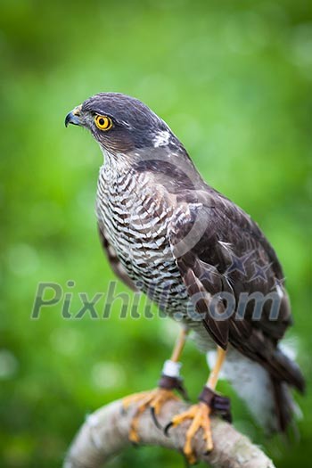 Eurasian sparrowhawk Eurasian sparrowhawk