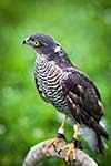 Eurasian sparrowhawk