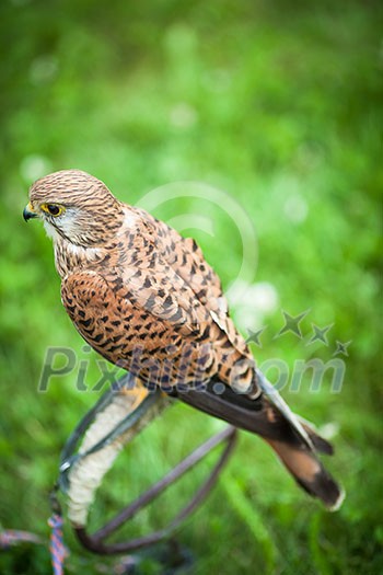 Common Kestrel - Falco tinnunculus - close-up view of this beautiful bird