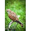 Common Kestrel - Falco tinnunculus - close-up view of this beautiful bird