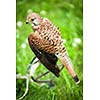 Common Kestrel - Falco tinnunculus - close-up view of this beautiful bird