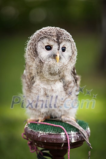 Close up of a baby Tawny Owl (Strix aluco)