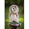 Close up of a baby Tawny Owl (Strix aluco)