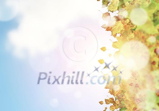 Background image with autumn leaves. Place for text