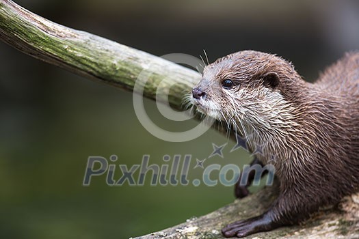 An oriental small-clawed otter / Aonyx cinerea / Asian small-clawed otter An oriental small-clawed otter / Aonyx cinerea / Asian small-clawed otter